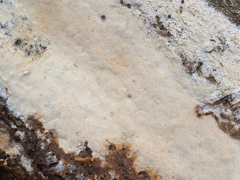 Junghuhnia luteoalba